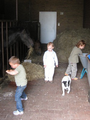 HB 5 horses HB 5 horses