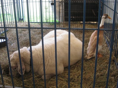 fair 3