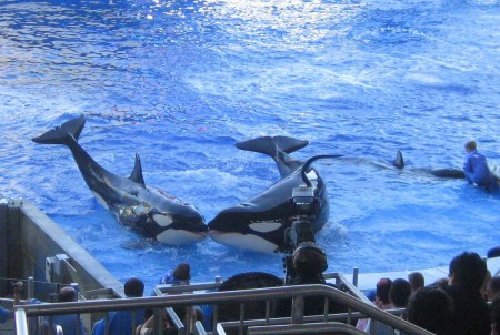 SeaWorld killer whales kissing at Shamu Stadium show