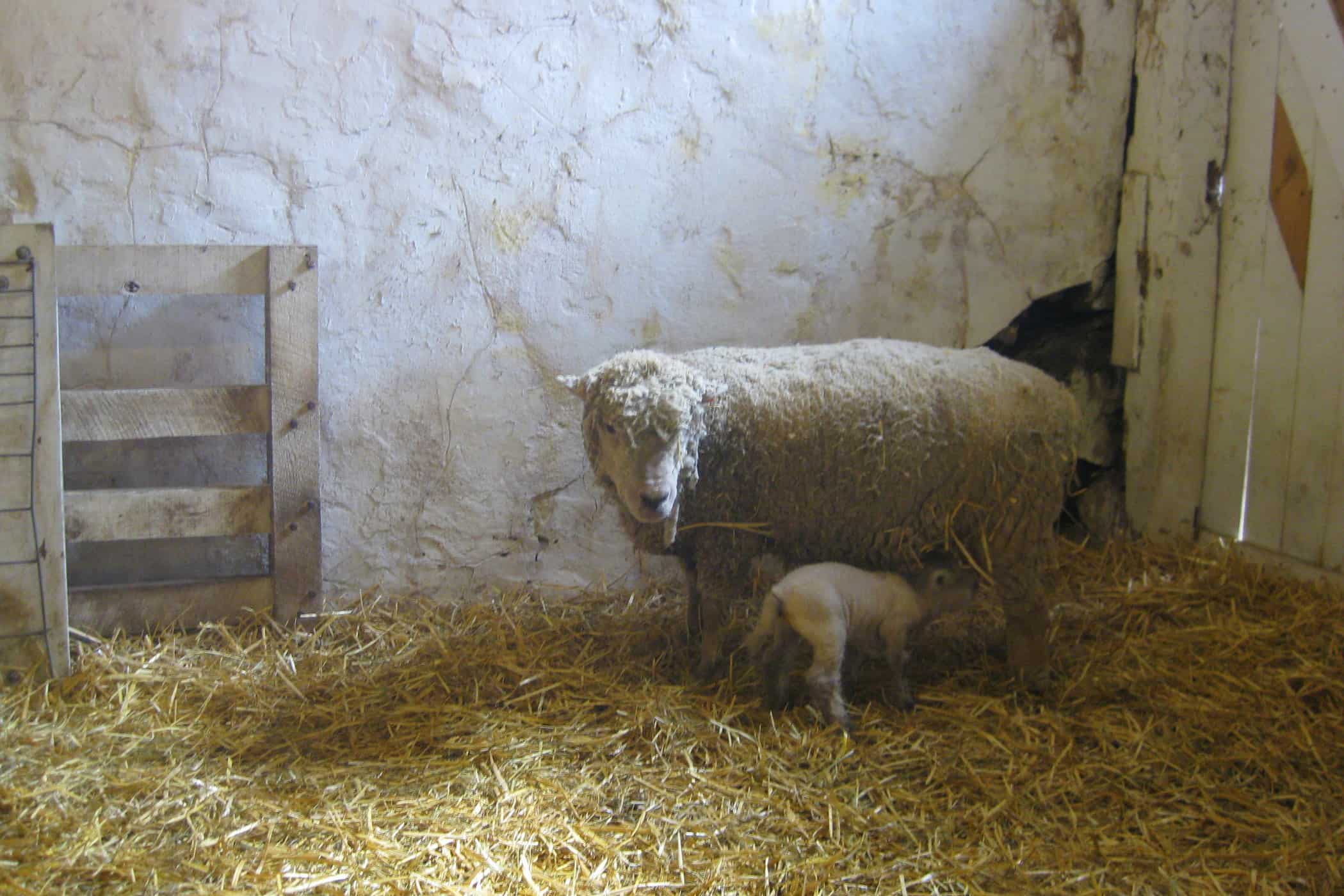 4H Group or Boy Scouts, Which One Would You Choose? — Dagmar's Home