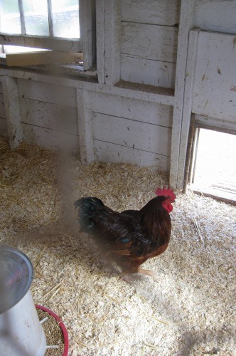rooster at Muscoot farm